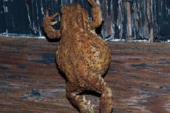 Toad