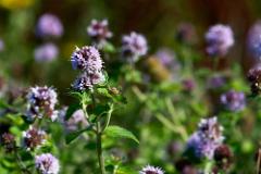 Water Mint