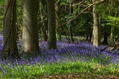 Bluebells 20210502