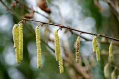 Catkins 20210202