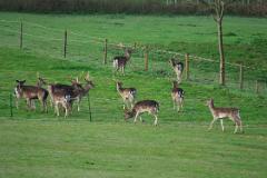 Fallow Deer