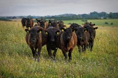 Heifers on the Down 20210801