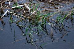 New growth in the ditch