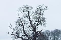 Oak in  Snow 20210124