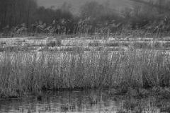 Reeds in Winter