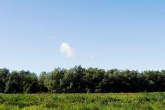 Trees at the end of summer