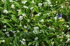 Wild Garlic and Bluebell