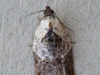 1048 Acleris variegana 20140921