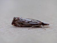 1316 Catoptria falsella