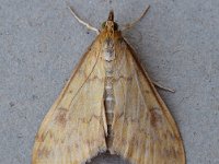 1375 Ostrinia nubilalis 20140921