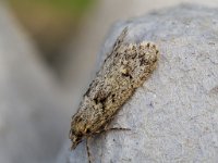 29.0012 Diurnea fagella