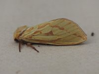 3.005 Ghost Moth female