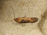 35.123 Scrobipalpa costella 20160919