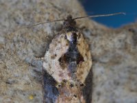 49.077 Garden Rose Tortrix 20160831