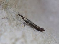 518 Coleophora mayrella 20140620