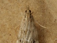 63.075 Eudonia pallida 20160919