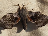 69.003 Poplar Hawkmoth