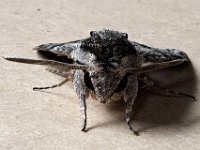 69.004 Convolvulus Hawk-moth front