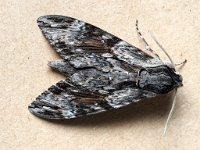 69.004 Convolvulus Hawk-moth