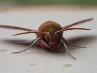 69.016 Elephant Hawkmoth front