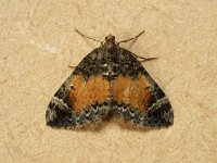70.097 Common Marbled Carpet 20160918