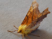 70.234 Canary-shouldered Thorn 20140920