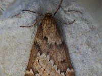 70.245 March Moth 20170327