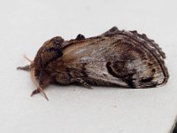 71.013 Pebble Prominent 20140822