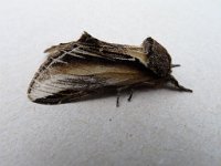 71.017 Swallow Prominent 20130518