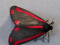 72.031 Cinnabar moth 20200523