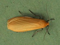 72.049 Orange Footman 20170506