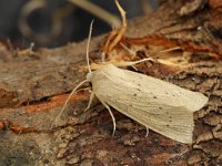 73.134 Large Wainscot 20160915