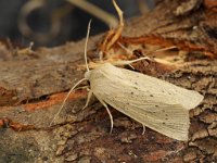 73.134 Large Wainscot 20160915