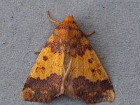 73.180 Barred Sallow 20140921