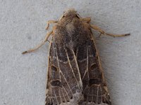 73.193 Lunar Underwing 20140921