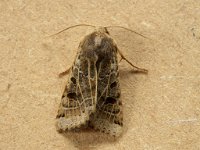 73.193 Lunar Underwing 20160919