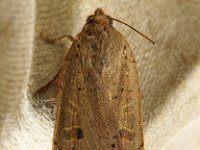 73.345 Lesser Yellow Underwing 20160919