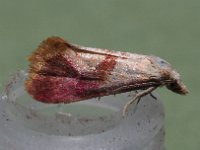 963 Cochylis flaviciliana