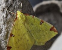Brimstone 20250426