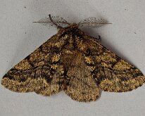 Brindled Beauty 20250413