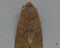 Common Quaker 20250406