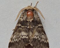 Lunar Marbled Brown 20250421