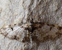 Marbled Pug 20250421