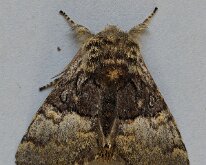 Nut-tree Tussock 20250406