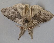 Pale Tussock a 20250504