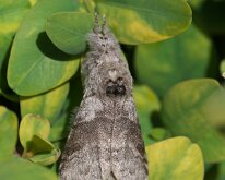 Pale Tussock b 20250504