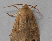 Twin-spotted Quaker 20250421